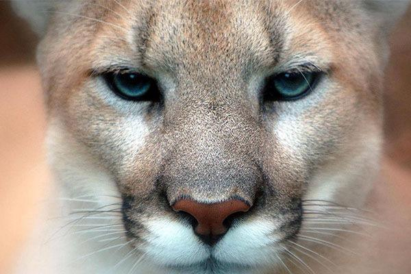世界10大最猛的动物：东北虎上榜，蜜獾位居榜首