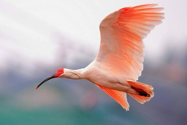 地球上10大濒临灭绝的鸟，中华秋沙鸭名列榜首