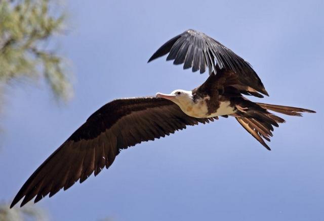 地球上10大濒临灭绝的鸟，中华秋沙鸭名列榜首