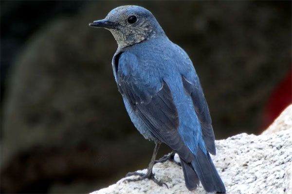 世界上最毒的鸟排名，黑头林鵙鹟排第一名