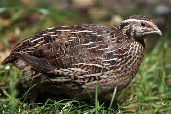 世界上最毒的鸟排名，黑头林鵙鹟排第一名
