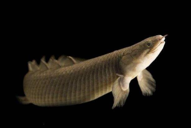地球上10大海底活化石：这古老鱼类你认识吗？