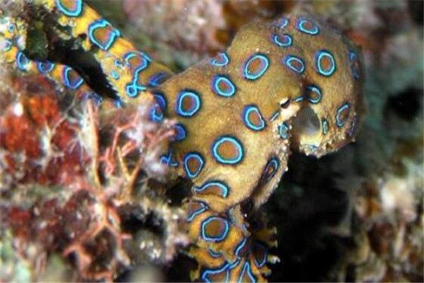 全球10大剧毒动物：石头鱼、蓝环章鱼双双入榜