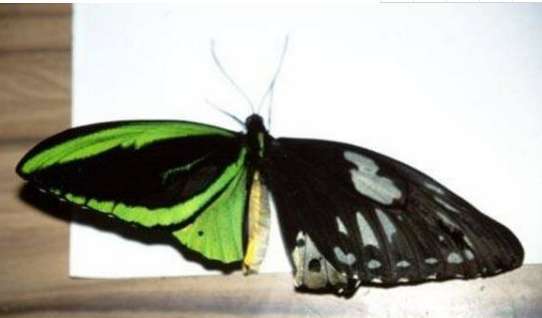 世界上最诡异的蝴蝶：鬼美人凤蝶捕捉者会离奇死亡