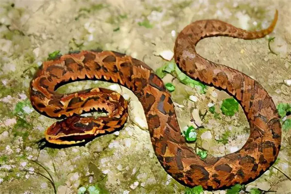 中国十大毒蛇排名：眼镜王蛇仅第三，银环蛇居榜首