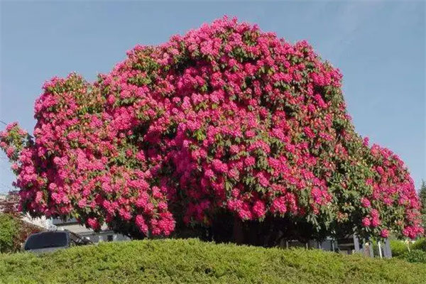 世界十大最美的树，西安古刹大银杏上榜