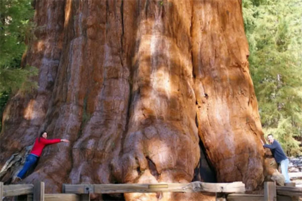 世界十大最美的树，西安古刹大银杏上榜