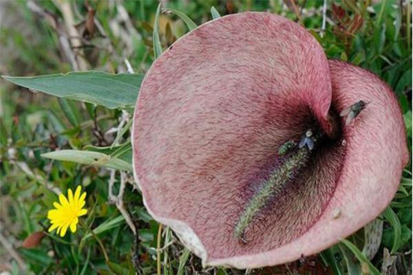 世界最臭的花排名：长叶蝴蝶兰排第一，大王花仅第二