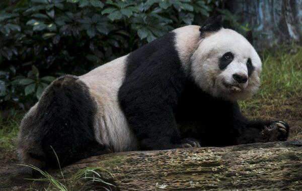 世界上最高寿熊猫：大熊猫佳佳活了38岁