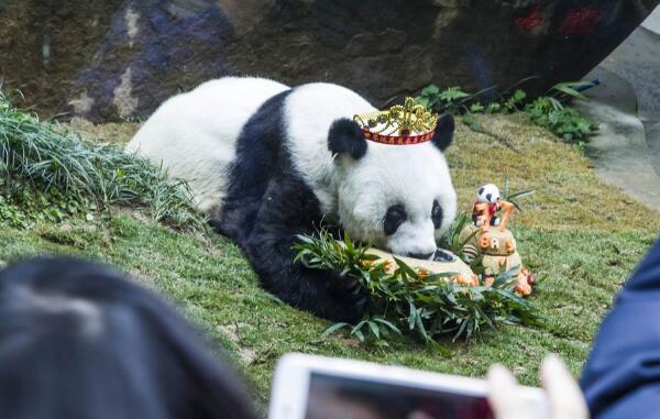 世界上最高寿熊猫：大熊猫佳佳活了38岁