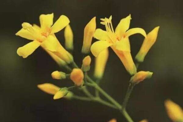 世界十大毒王植物，乌头被称为“毒药女王”