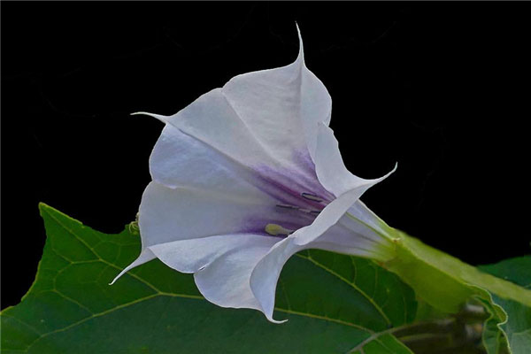 世界十大毒王植物，乌头被称为“毒药女王”