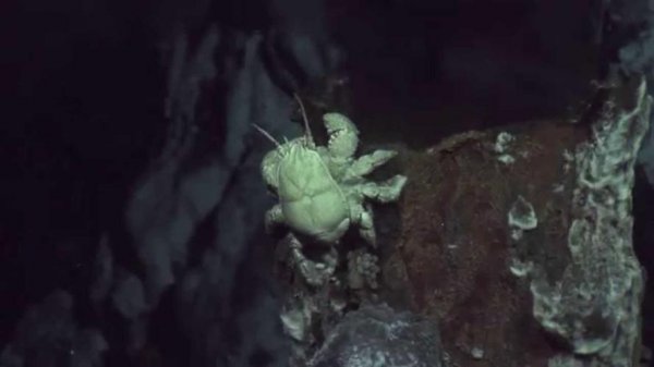 世界上最奇特的螃蟹：雪人蟹全身雪白颜值超高