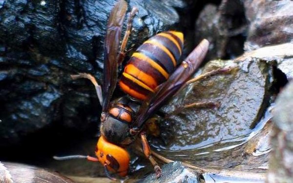 世界上最可怕的毒蜂：杀人蜂攻击性极强
