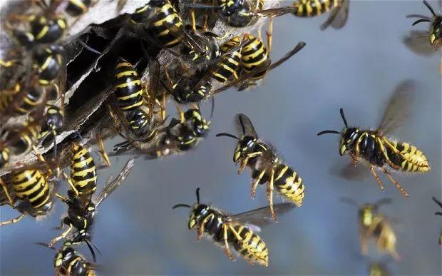 世界上最可怕的毒蜂：杀人蜂攻击性极强