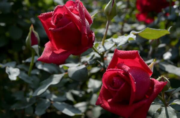 十大国花的排名，玫瑰和茉莉花包揽前两名