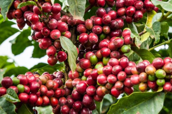 世界著名十大咖啡产地：卢旺达上榜，巴西夺得第一