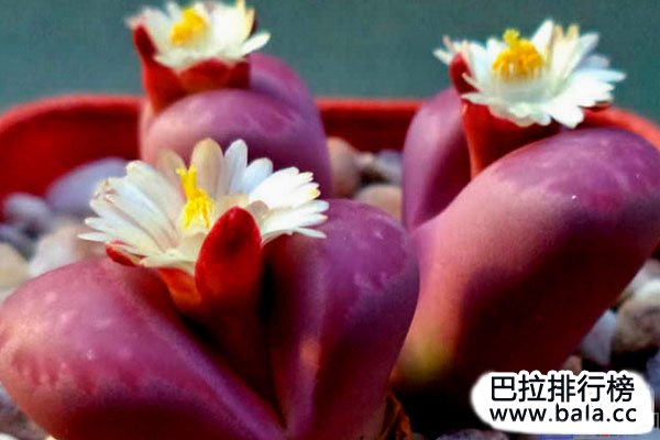十大最美番杏科多肉植物，紫晃星仙宝排第一名
