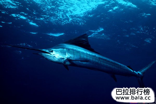 世界八大游泳速度最快的鱼类，平鳍旗鱼夺得冠军