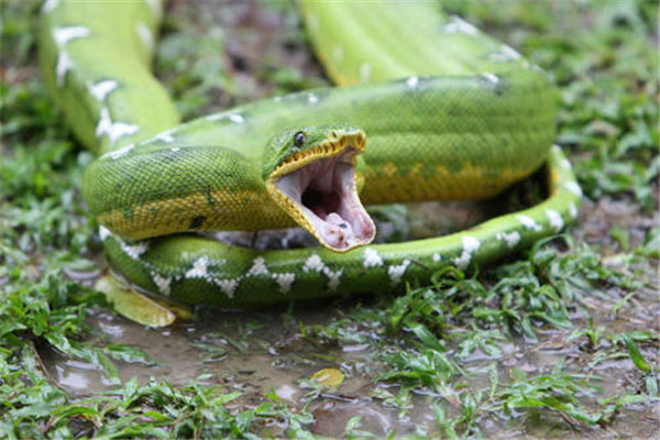 亚马逊河十大恐怖生物：黑凯门鳄居首，红腹食人鱼第八