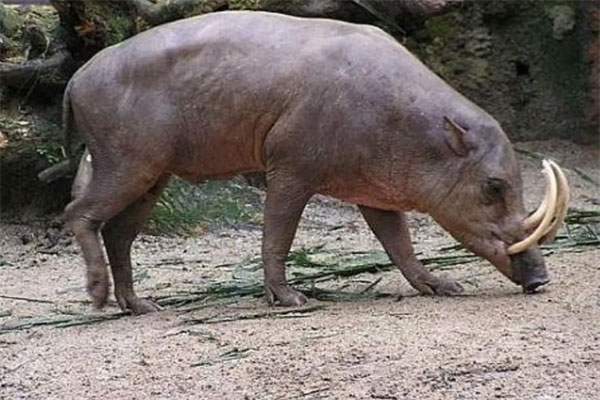世界十大最好战的动物：福岛野猪上榜，平头哥夺冠