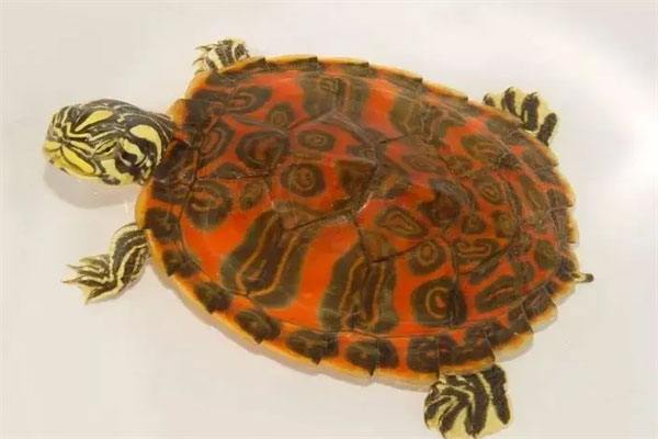 药用乌龟的十大排名：中华鳖上榜，中华草龟第一