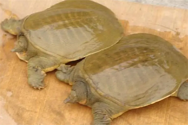 药用乌龟的十大排名：中华鳖上榜，中华草龟第一