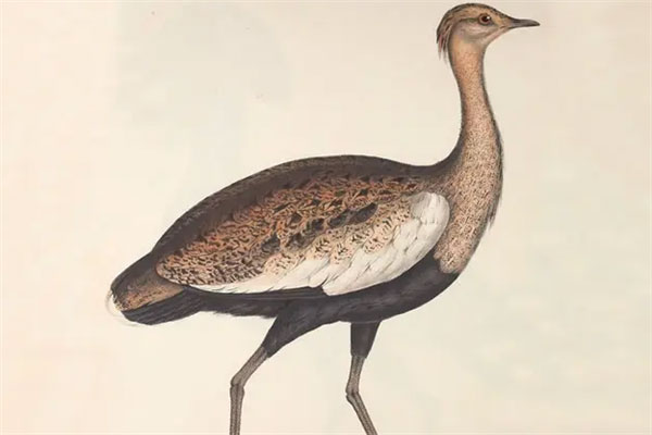世界上最稀有的鸟类排名：鸮鹦鹉上榜，第一名是大鹮