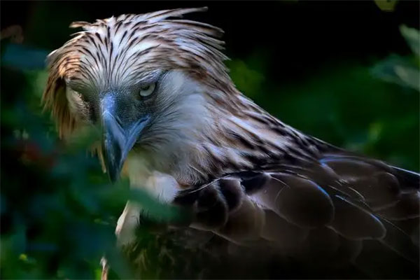 世界上最稀有的鸟类排名：鸮鹦鹉上榜，第一名是大鹮