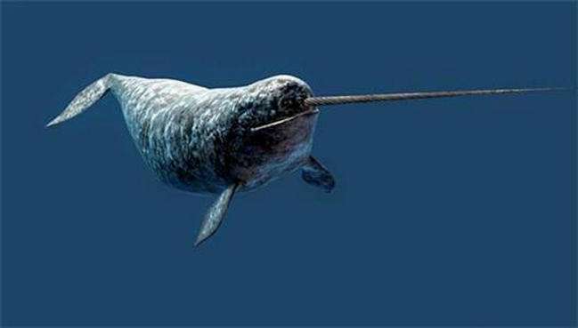 世界上牙齿最贵的动物：独角鲸的长角价值堪称黄金