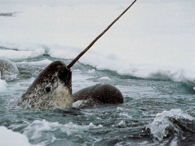 世界上牙齿最贵的动物：独角鲸的长角价值堪称黄金