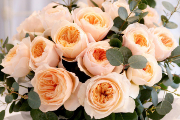 世界上最漂亮的十种花：郁金香上榜，天堂鸟夺冠
