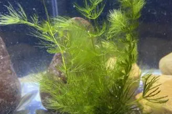 鱼缸上面适合放什么植物：水芙蓉、水葫芦双双入榜