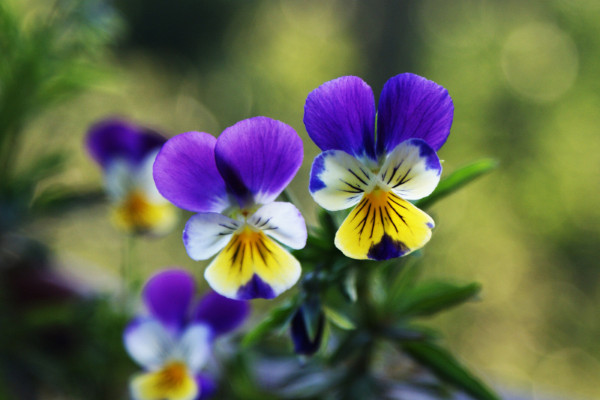 10种代表夏天的植物：白兰花上榜。荷花夺冠