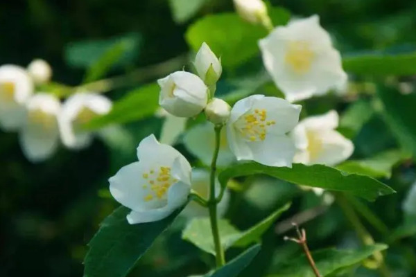 10种代表夏天的植物：白兰花上榜。荷花夺冠