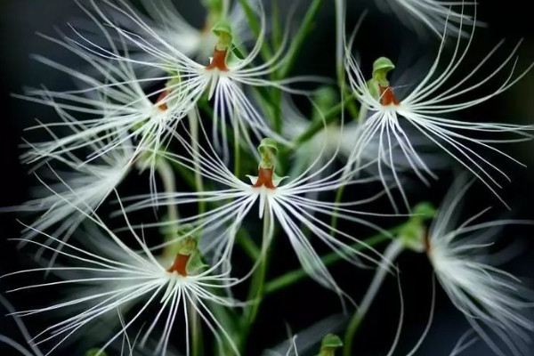 世界上最奇葩的30种植物，见过一种算你厉害！