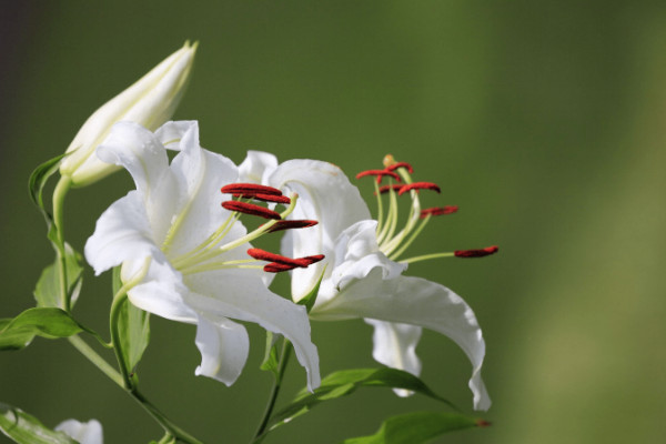 25种常见球根花卉：水仙花和百合花均上榜单