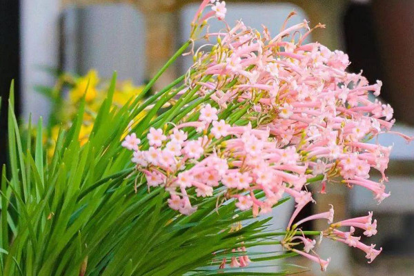 25种常见球根花卉：水仙花和百合花均上榜单