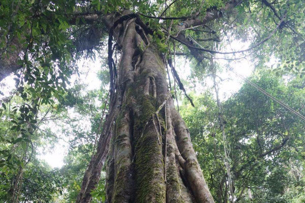 国家一级珍稀树木，普陀鹅耳枥排在第一名