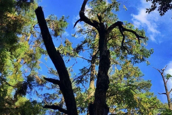 国家一级珍稀树木，普陀鹅耳枥排在第一名