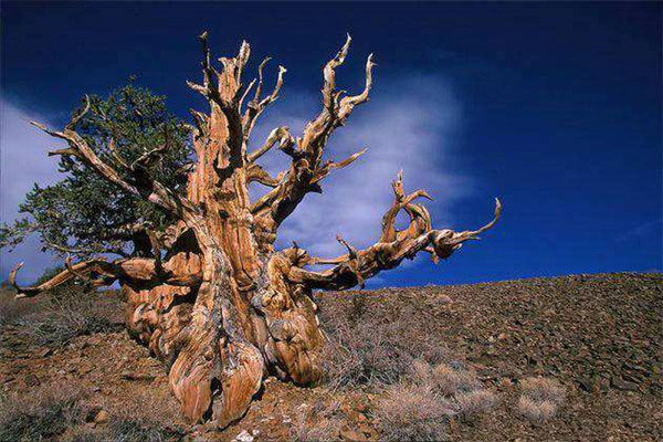 世界最美的十大名树，阿里山神树榜上有名