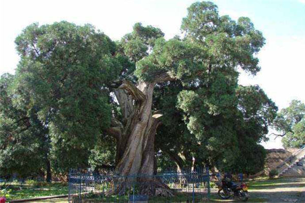 世界最美的十大名树，阿里山神树榜上有名