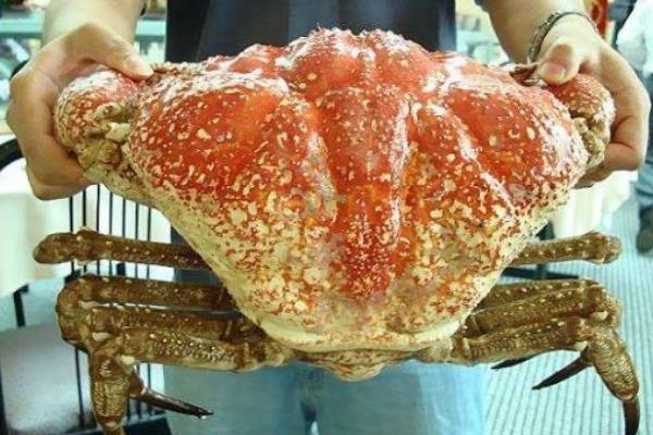 世界上最重的蟹：澳洲皇帝蟹最重达72斤