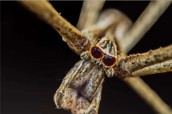 世界十大动物最恶心的捕食：妖面蛛上榜，波比茨昆虫排第一
