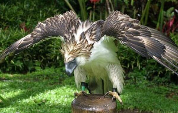 世界上最强大的鸟，安第斯兀鹰翅展达3米