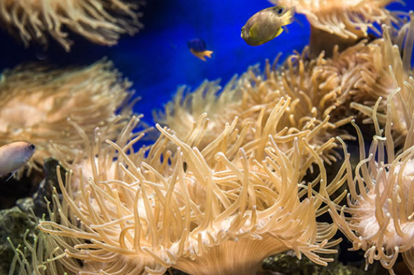 寿命最长的海洋生物排名：海葵排第四，灯塔水母会永生