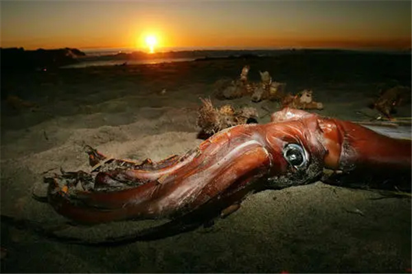 远古最可怕的三大巨鱿：远古大鱿曾统治海洋