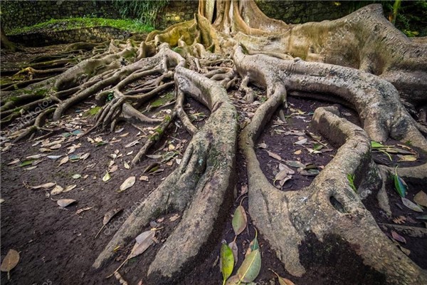 世界上最奇特的根：无花果树根深扎地里几十米