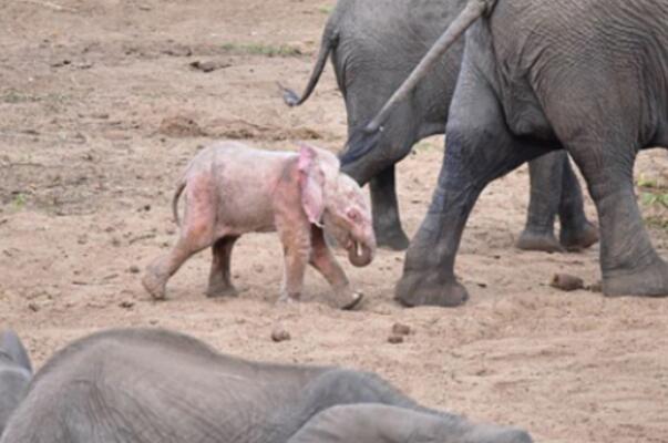 自然界十大惊艳粉色动物排行榜，粉色大象你见过吗？