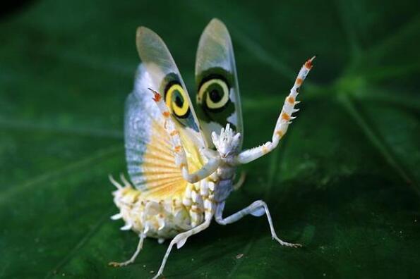自然界十大怪异昆虫排行榜：蜻蛉上榜，茸毒蛾居榜首